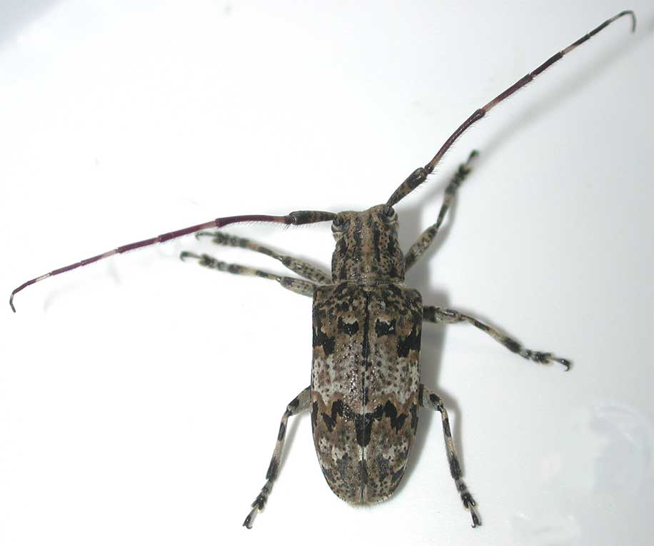 カミキリムシ（日本産カミキリ970種写真公開）