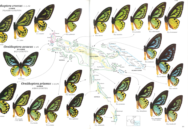 1ペア】ゴライアストリバネアゲハ（パプアニューギニア産）