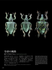 驚異の標本箱-昆虫