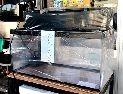 オリジナル90cmアクリル水槽 と オリジナル上部濾過槽 : くま