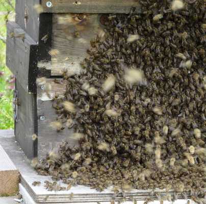 日本みつばちの分蜂群捕獲用 待ち箱ハイブリッド