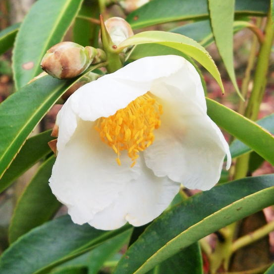 台湾椿（タイワンツバキ）「ゴードニア/ゴルドニア・アキシラリス」を