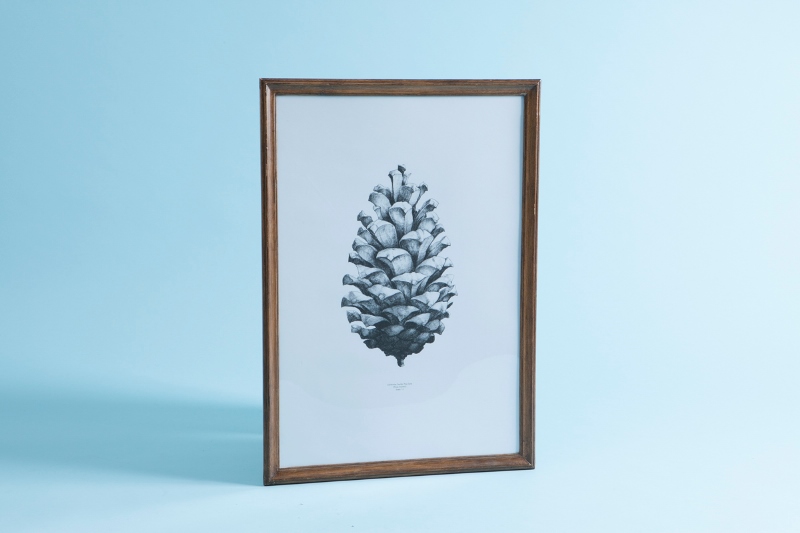 額絵 ウッドブラウンフレーム まつぼっくりデッサン 710×500