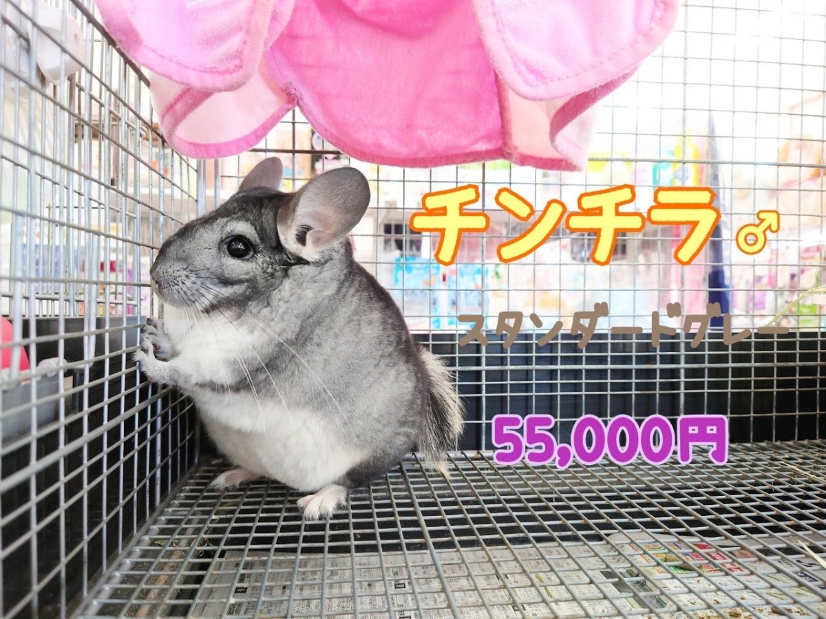 熊本店のチンチラちゃん達♡｜佐賀・福岡・熊本のペットショップ