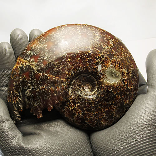 天然マダガスカル産・縫合線オパールアンモナイト化石 超巨大kb702