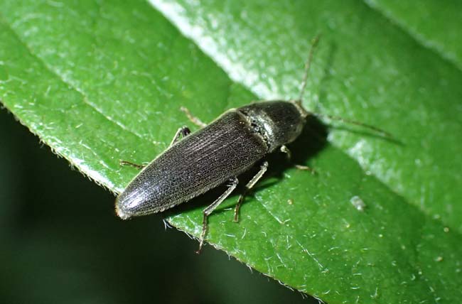 22mm】フェラーリコメツキムシ に酷似 アングラトゥスミカド