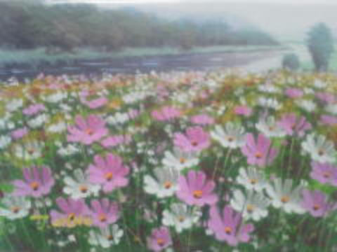 大野純一 コスモス畑