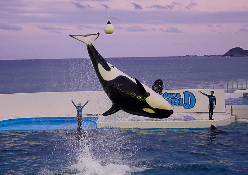 鴨川シーワールド、営業時間の延長や特別割引、「シャチスペシャル