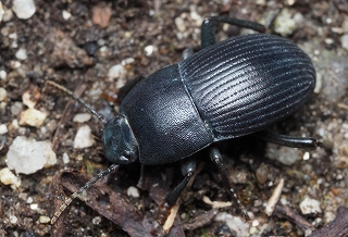 ウズベキスタン産 ゴミムシダマシ 27mm ウズベキスタン産