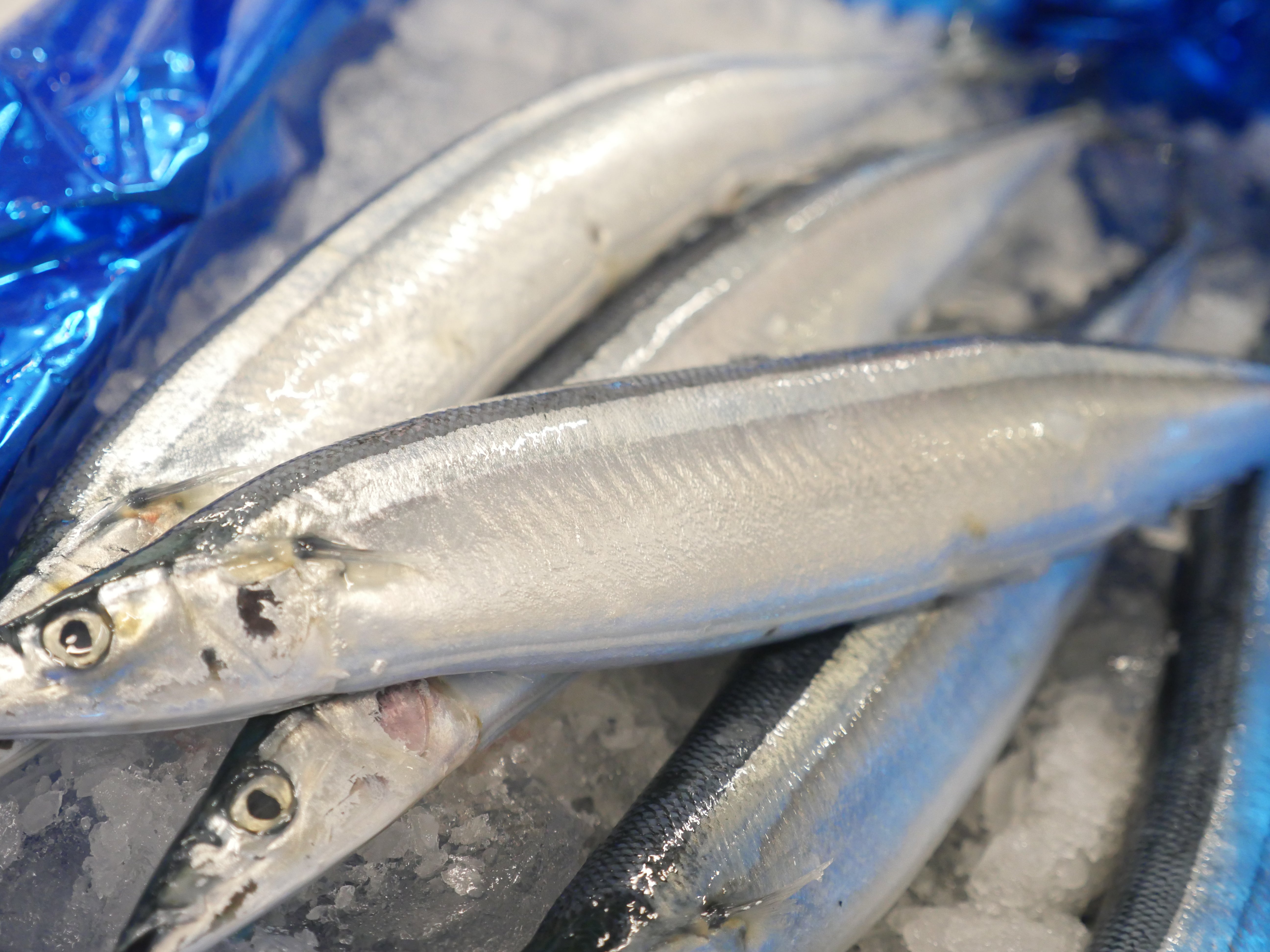 超特大】『秋刀魚（さんま）』 約2kg10尾or約1kg5尾（200g前後／尾