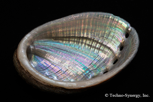 構造色とは 4｜テクノシナジー