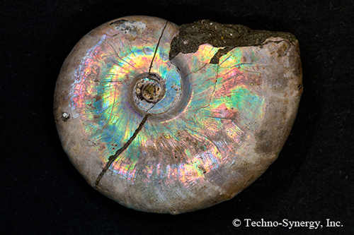 構造色とは 4｜テクノシナジー