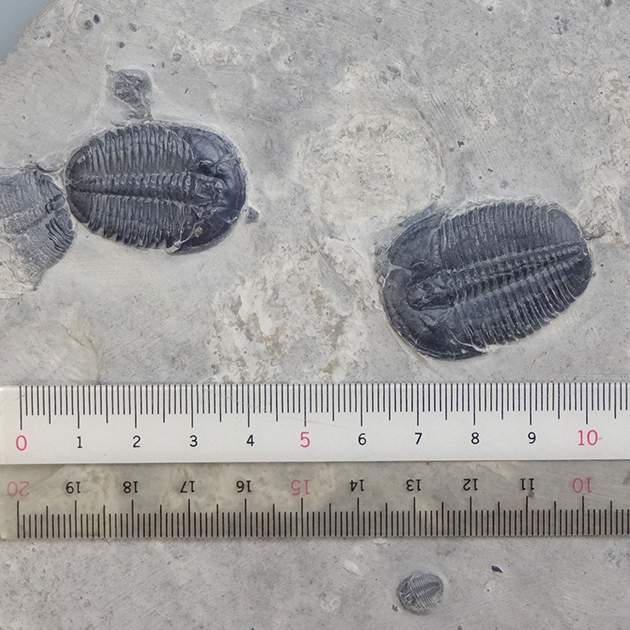 三葉虫（Elrathia）｜化石販売・鉱物販売の東京サイエンス