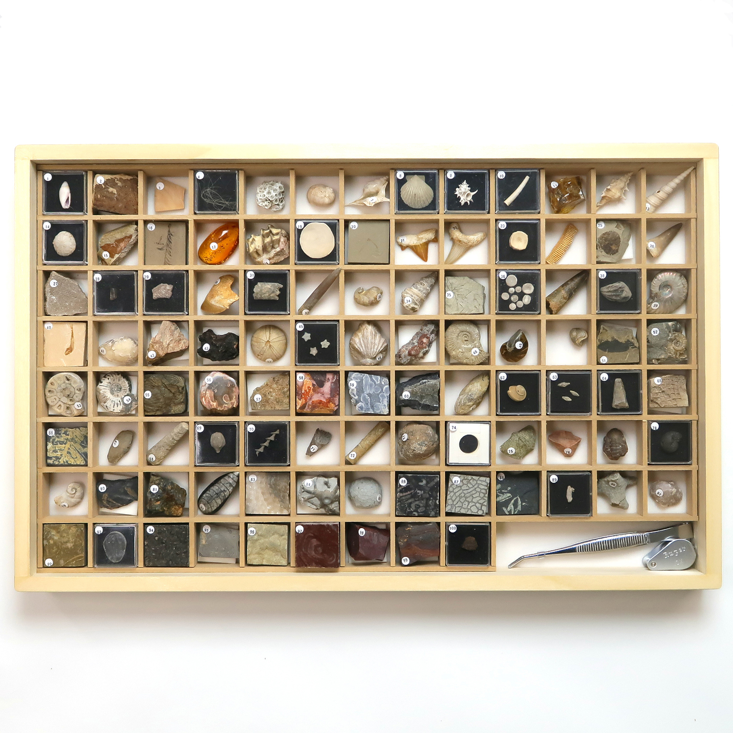 化石標本100種｜化石販売・鉱物販売の東京サイエンス