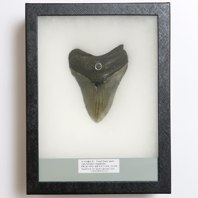 サメの歯化石（Carcharodon）｜化石販売・鉱物販売の東京サイエンス