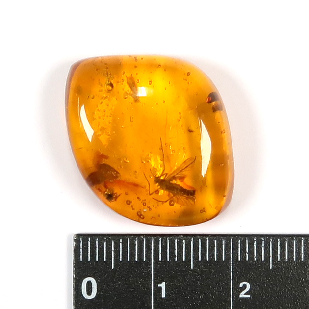 虫入り琥珀（Insects in Amber）｜化石販売・鉱物販売の東京サイエンス