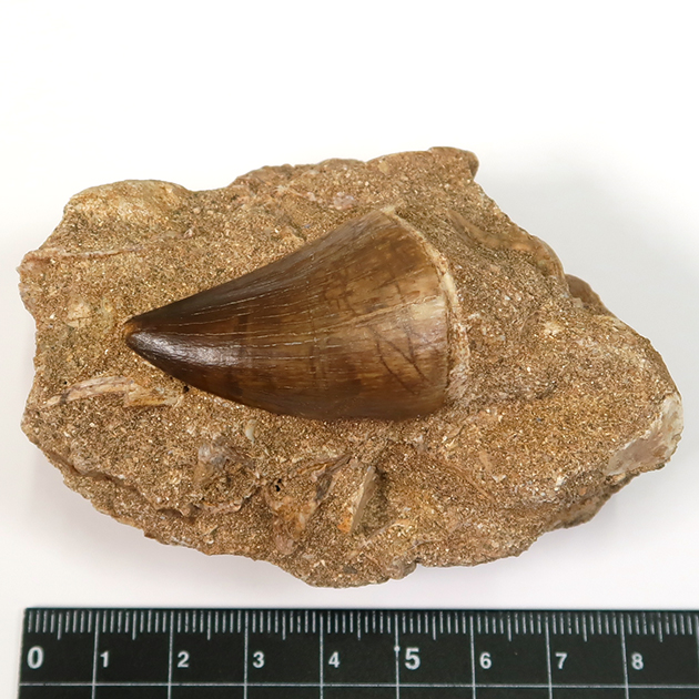 モササウルスの歯（Mosasaurus）｜化石販売・鉱物販売の東京サイエンス