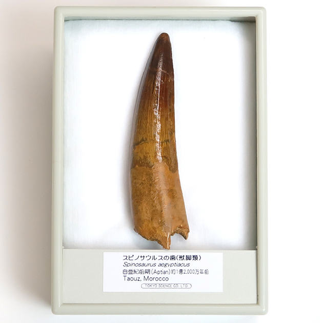 恐竜スピノサウルス歯化石大型美麗