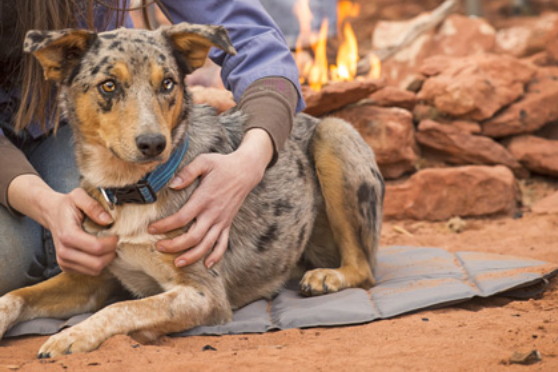 ハイランズパッド 【ラフウェア RuffWear】