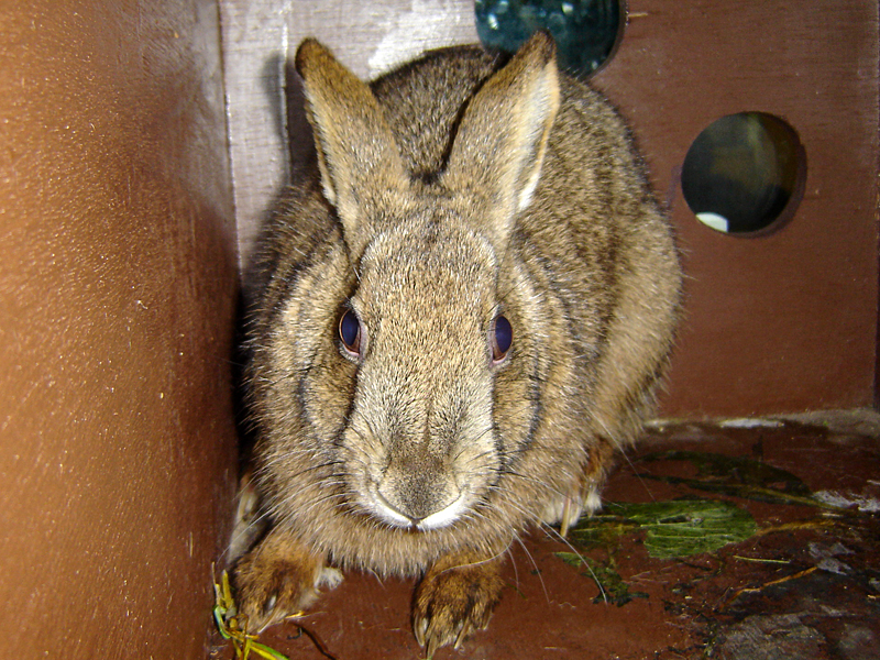 やまね工房 キュウシュウノウサギ 冬毛 立 園内ギフトショップより