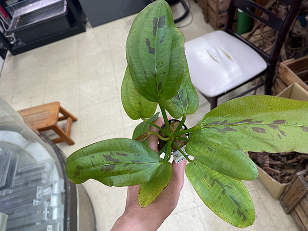 エキノドルス・サターンspリオゴンサロ NEWS（2020年11月号）