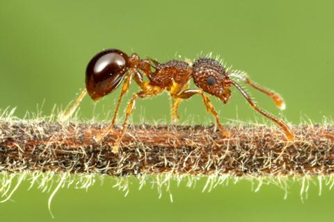 蟻という生き物