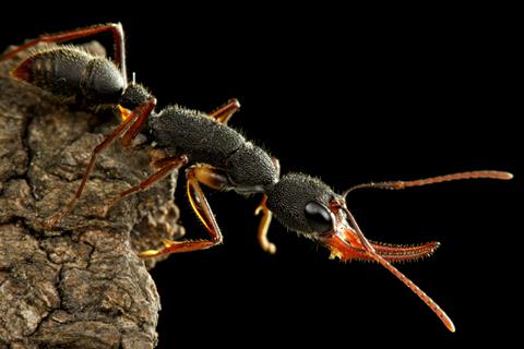 蟻という生き物
