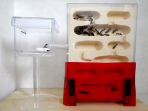 蟻の飼い方 アリ飼育ケース 石膏巣 特大