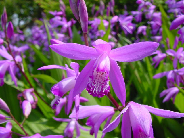 跡見群芳譜(花卉譜 シラン)