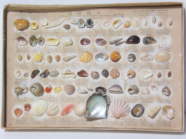 貝殻 Coluzea Groschi