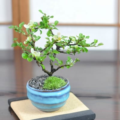 白花長寿梅 瑠璃紺和鉢 受け皿付きを販売｜盆栽妙 – 盆栽妙 本店