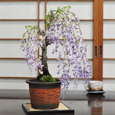 藤盆栽 太幹 信楽焼 朱焼陶器の盆栽を販売｜盆栽妙 – 盆栽妙 本店