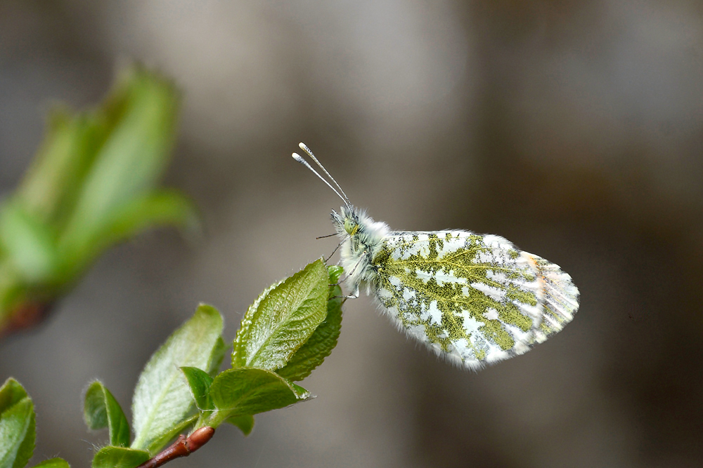 クモマツマキ蝶