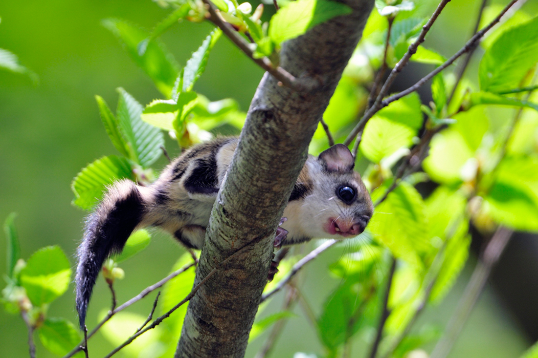 モモンガハウス(和柄・紫)かのこボアオフホワイト 大きいサイズ(家族用