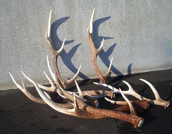 エゾジカ大きな角直接取りに来れる方限定❗️