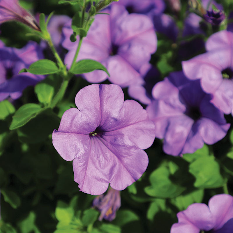 Petunia Evening Scentsation F1 Seed – Harris Seeds