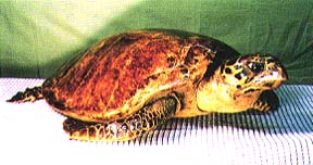 ココノオビアルマジロ/剥製/ワシントン条約 ・日本国内法（種の保存法