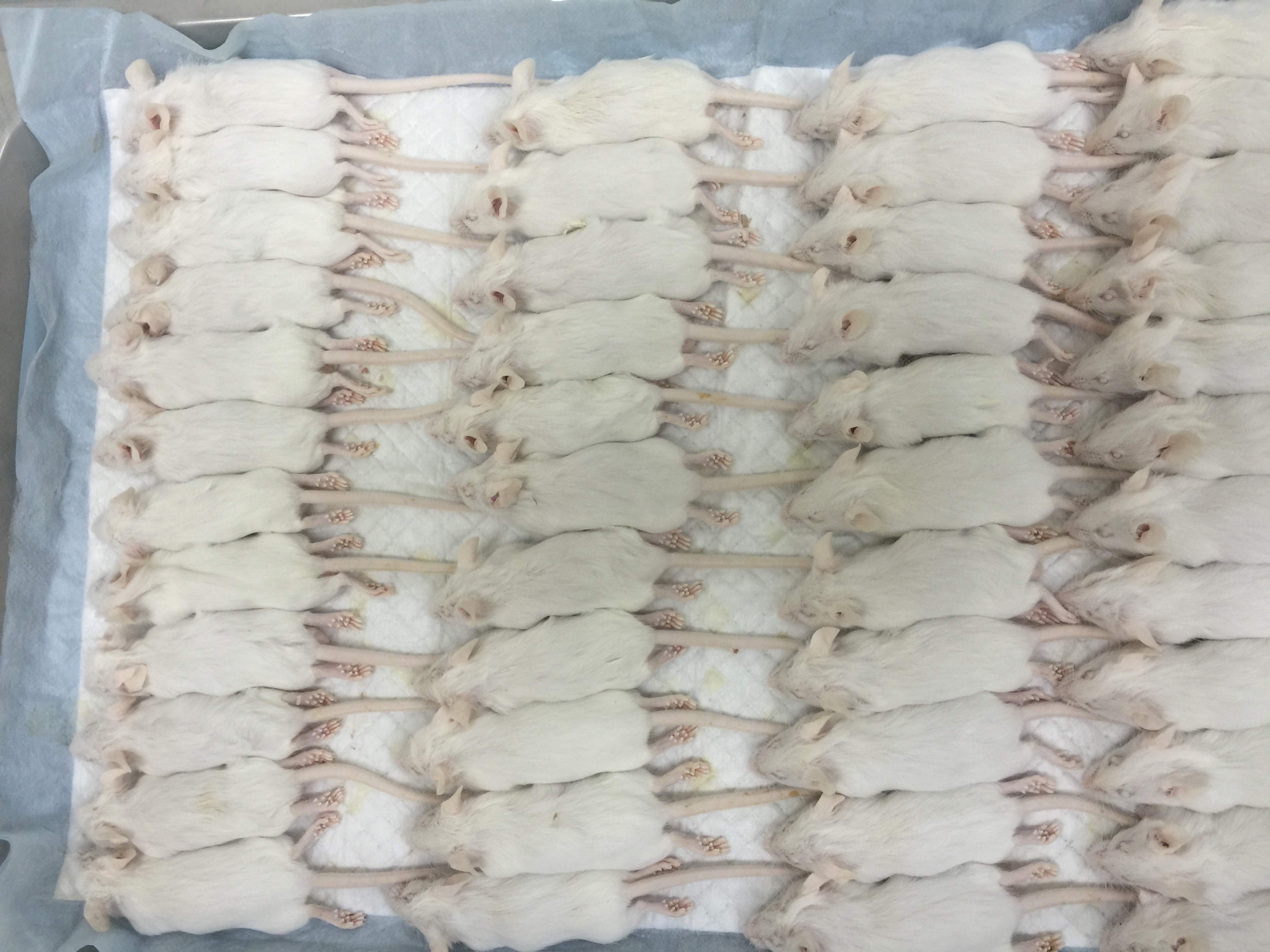 フクロウの餌｜冷凍ウズラ・カットウズラ・ウズラのミンスの販売・通販