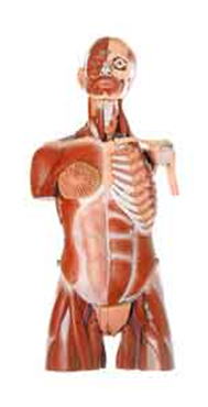 人体解剖模型 透明ボディ 内臓パーツ付き 教材用 Ln572 Amazon.co.jp