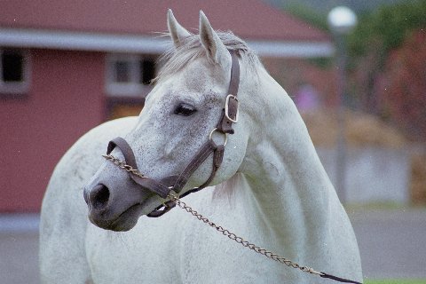 優駿スタリオンステーション