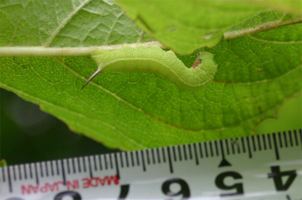 クロスキバホウジャク