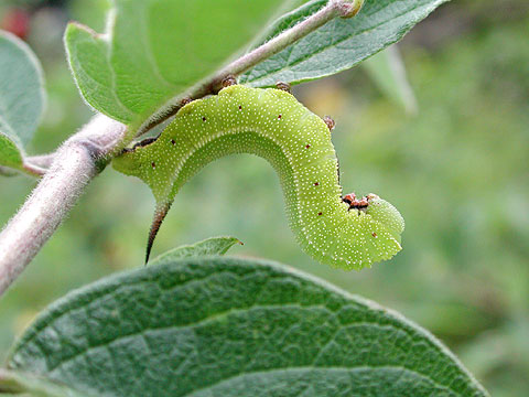 クロスキバホウジャク