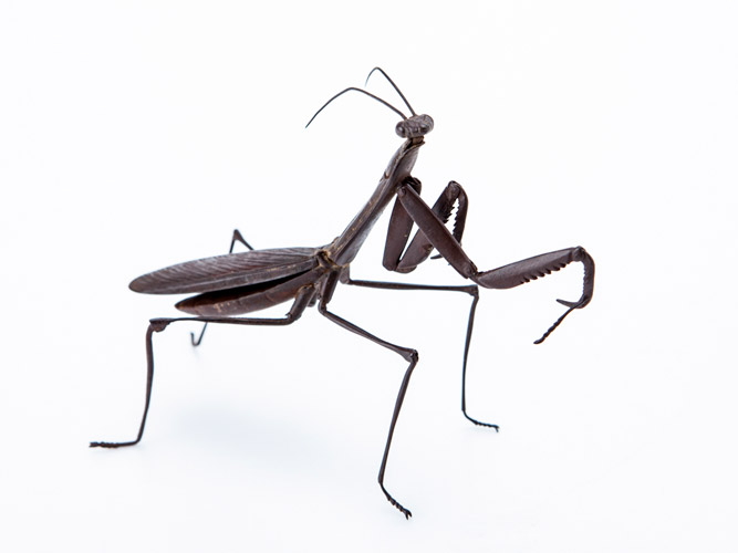 鉄製蟷螂自在置物 宗義 - 古美術 鐘ヶ江 - Collections -