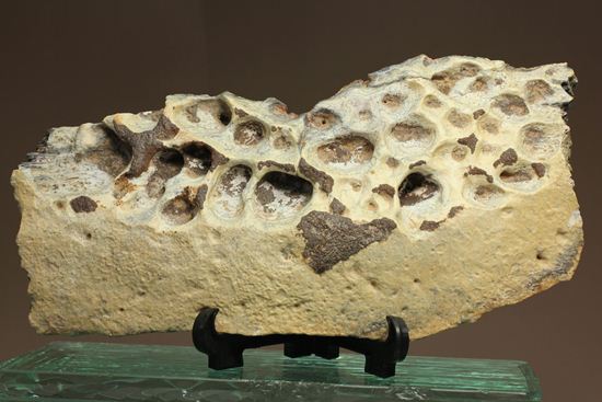 モロッコ産 ワニの椎骨化石