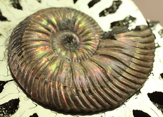 新着化石 クエンステッドトセラス | 化石セブンの最新情報