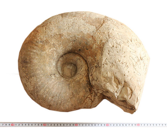 超特大！約9200万年前の北海道アンモナイトメソプゾシア・パシフィカ