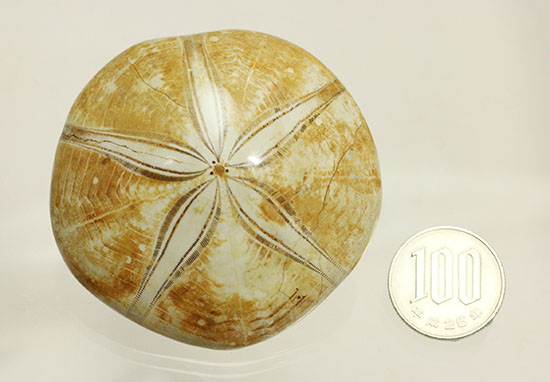 新着化石 ウニの化石(Echoind) | 化石セブンの最新情報