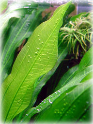 エキノドルス ホレマニー ダークグリーン④ エキノドルス ホレマニー