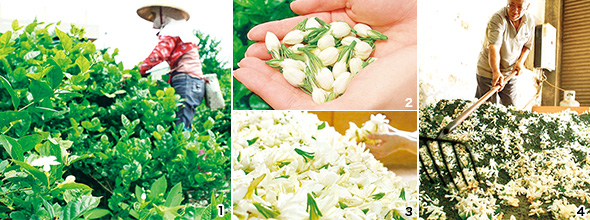 甘美に香る、今だけの愉しみ ジャスミン＆くちなし花茶｜世界のお茶