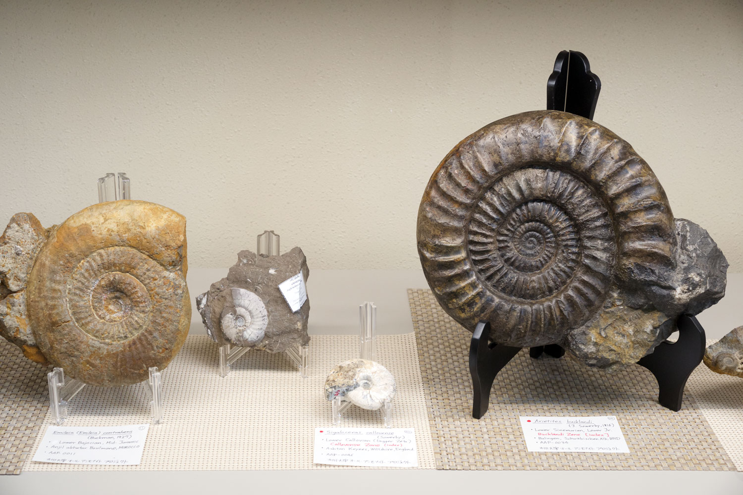 化石|九大博20年ものがたり